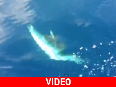 Κοπάδι δελφινιών στον Κορινθιακό